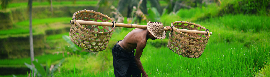 Boer met bamboestok en manden in groene rijstvelden op Bali, tijdens groepsrondreis Java, Bali en Lombok.