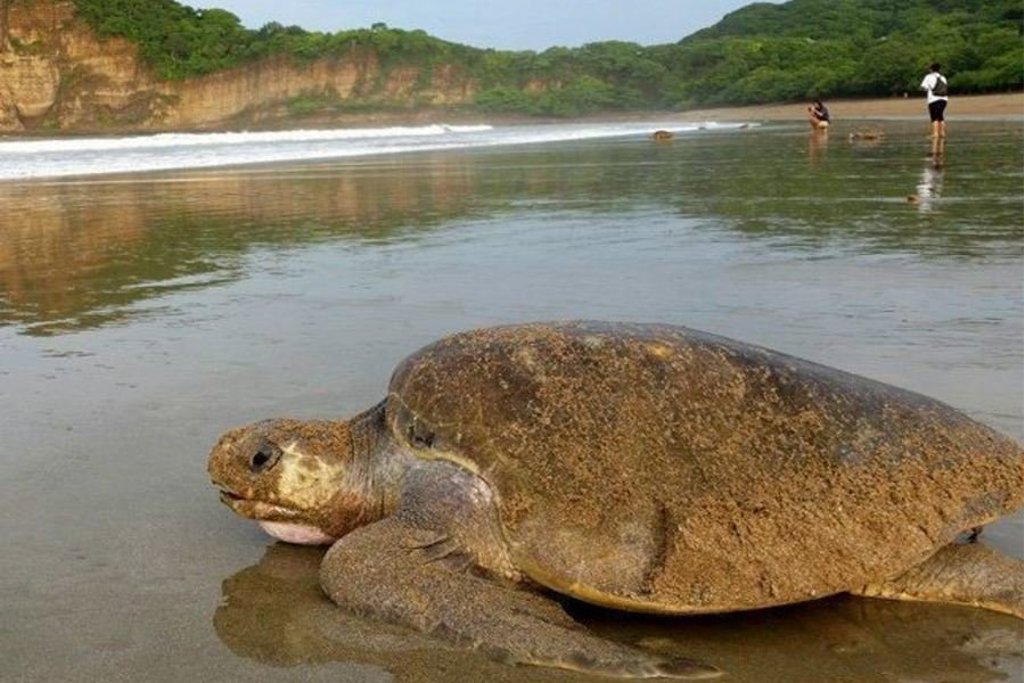 Zeeschildpad op het strand tijdens groepsrondreis Nicaragua en Costa Rica.