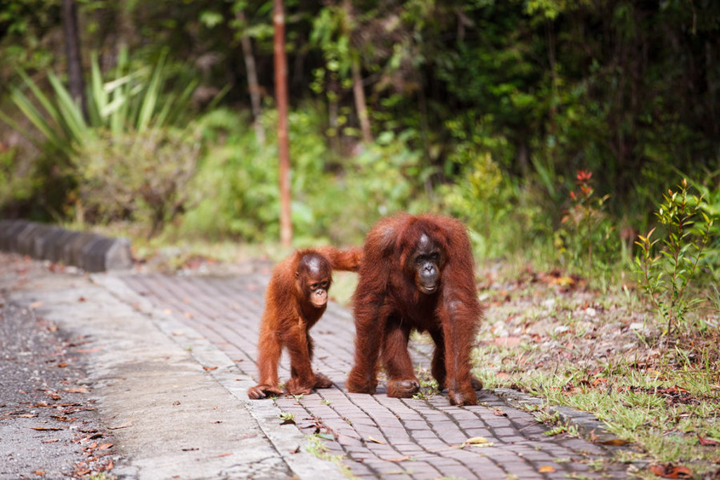 Orang-oetan met jong op een pad in het regenwoud van Kalimantan.