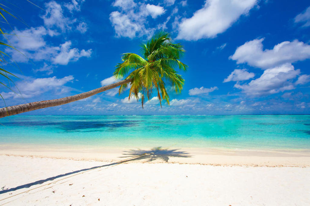 Palmboom op wit zandstrand aan turquoise zee op de Malediven tijdens groepsrondreis Sri Lanka en Malediven.