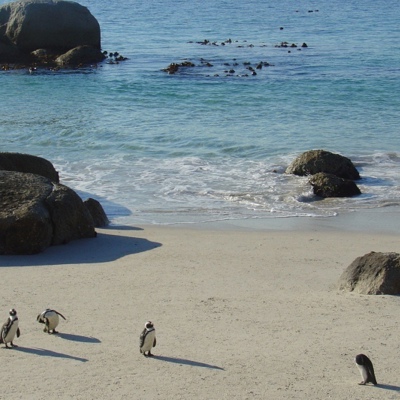 Pinguïns lopen over het strand bij Boulders Beach in Zuid-Afrika tijdens een groepsrondreis Zuidelijk Afrika.