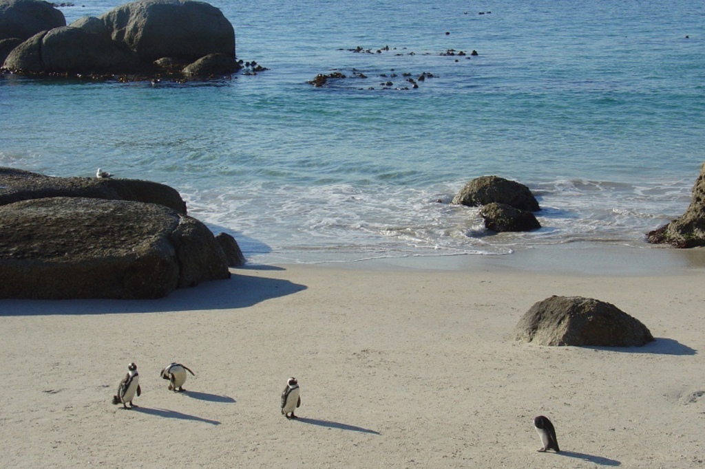 Pinguïns lopen over het strand bij Boulders Beach in Zuid-Afrika tijdens een groepsrondreis Zuidelijk Afrika.