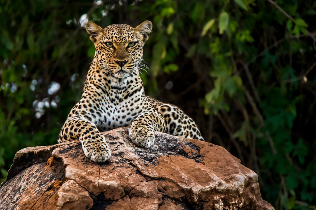 Luipaard rust op een rots tijdens safari in Kenia en Tanzania.