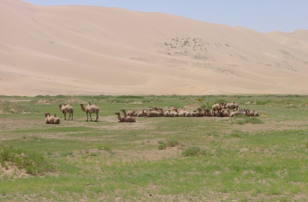 Kudde kamelen rust op de Mongoolse steppe bij zandduinen tijdens groepsrondreis Mongolië.