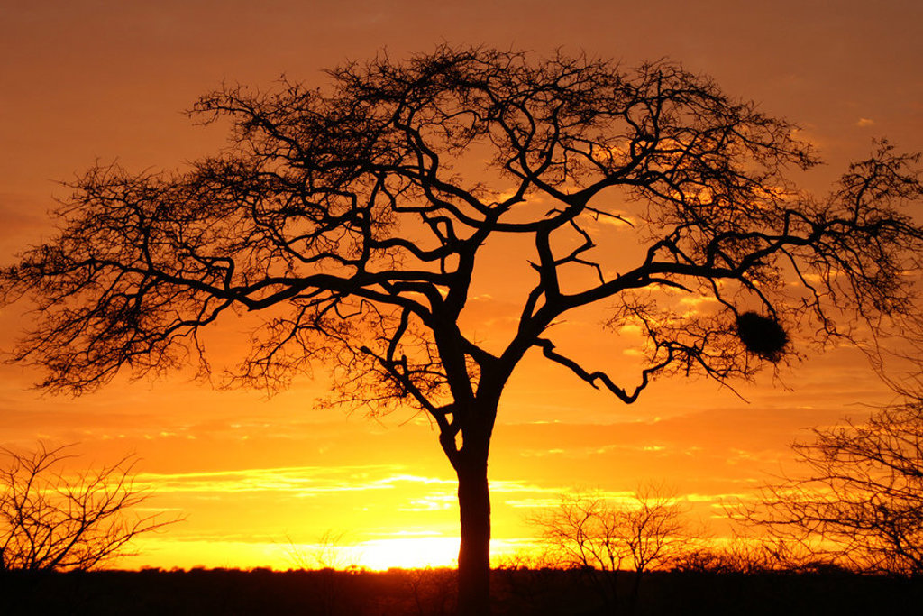 Silhouet van een acaciaboom bij zonsondergang op de savanne tijdens familiereis Kenia, Tanzania en Zanzibar.