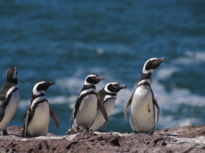 Magelhaenpinguïns op rotsen aan zee langs de Route Patagonië.