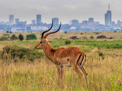 Impala op de savanne bij Nairobi National Park, met de skyline van Nairobi op de achtergrond.