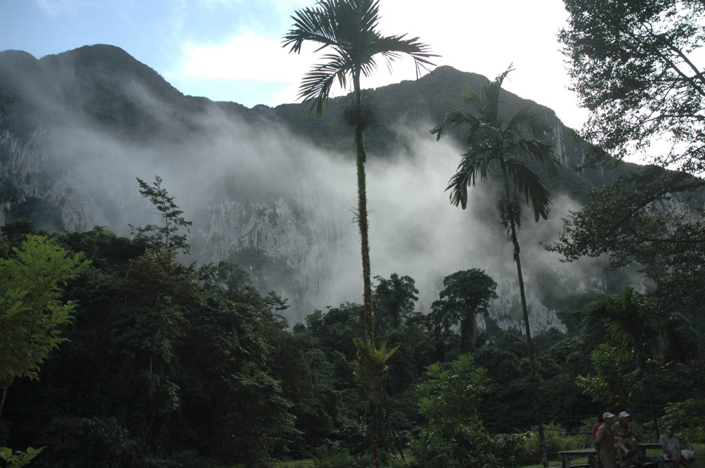 Mistige jungle met palmbomen en kalksteenbergen in Maleisisch Borneo.