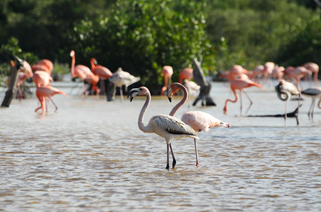 Flamingo’s in een lagune in Mexico tijdens een 22-35ers groepsrondreis.