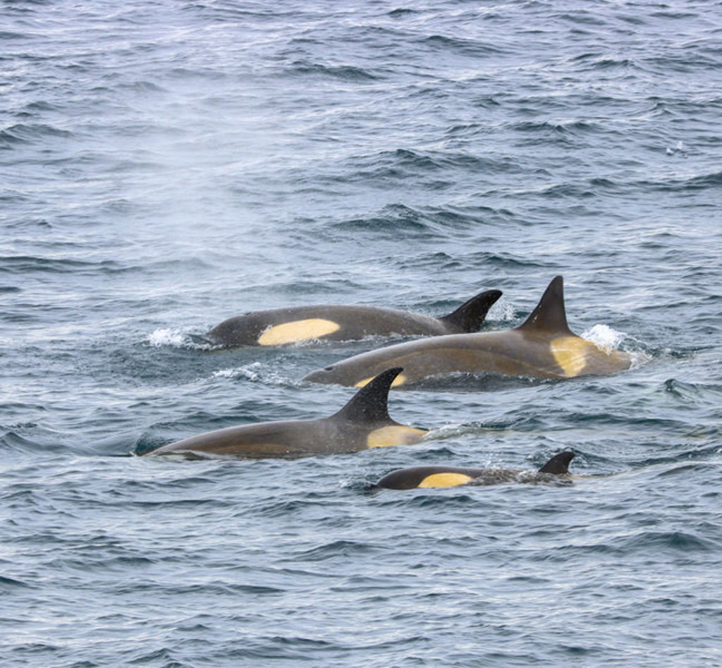 Orka’s zwemmen in de Zuidelijke Oceaan tijdens een groepsrondreis Antarctica.