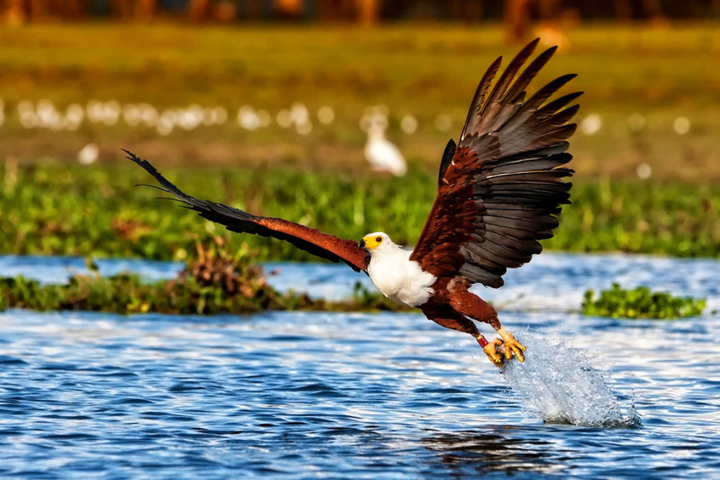Afrikaanse visarend stijgt op uit het water in Kenia tijdens een 22-35ers reis Kenia & Tanzania.
