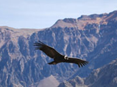 Condor zweeft boven de Andes in Peru tijdens Route Peru.