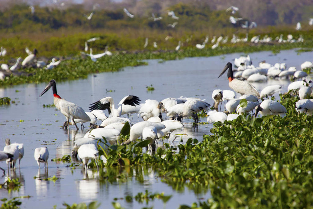 Watervogels in een moerasgebied tijdens familiereis Argentinië en Brazilië.