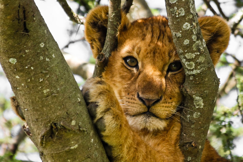 Leeuwenwelp tussen boomtakken tijdens groepsrondreis Kenia en Tanzania.