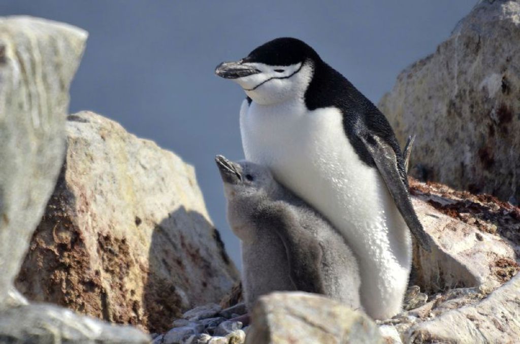 Kinbandpinguïn met jong tussen rotsen in Antarctica.