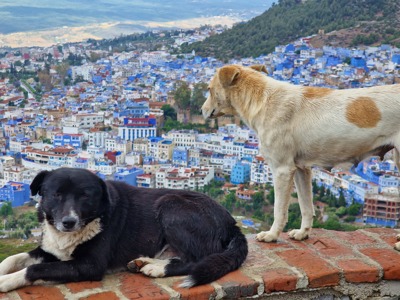 Honden op een muur met uitzicht op de blauwe stad Chefchaouen, Marokko.