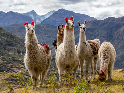 Lama’s met kleurrijke versieringen in het Andesgebergte langs de route door Peru.