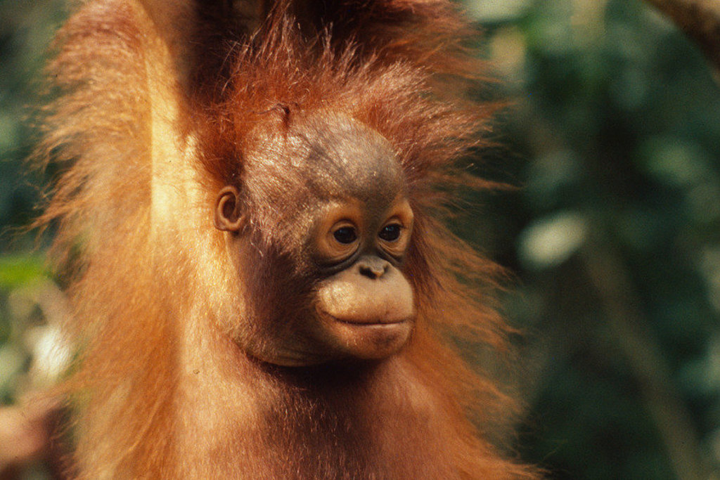 Jonge orang-oetan in het regenwoud van Maleisisch Borneo, Maleisië.