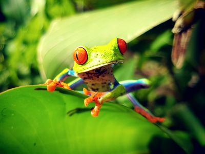 Roodoogmakikikker op een groen blad in het regenwoud van Costa Rica.