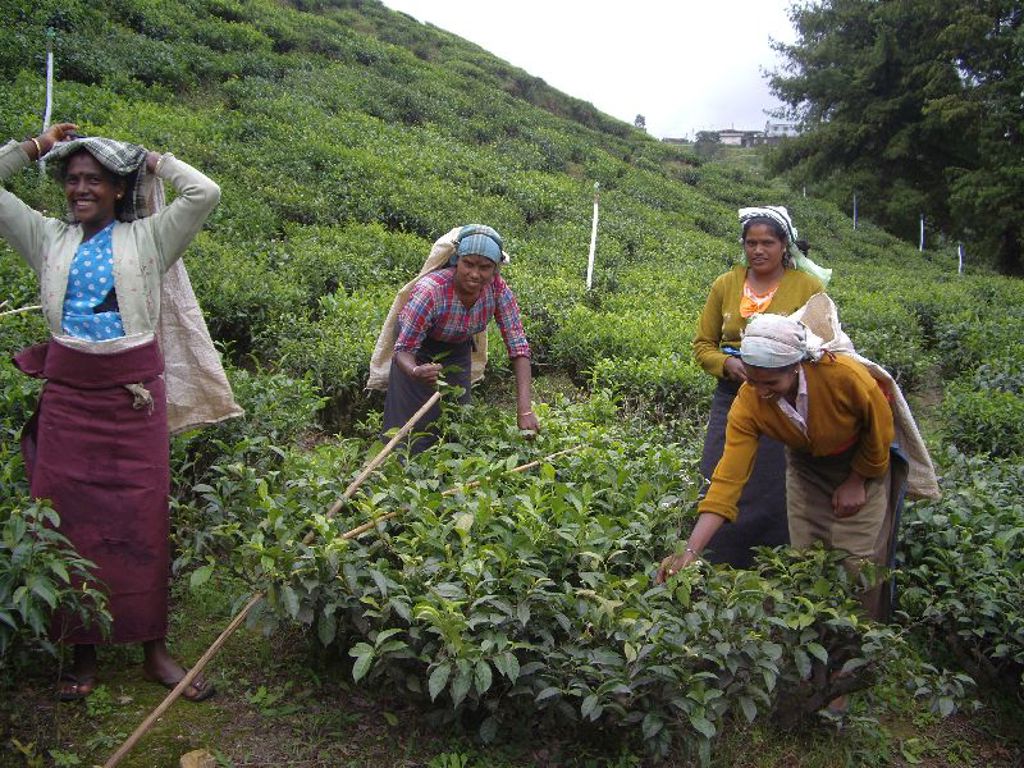 Theeplukkers in een groene theeplantage in Sri Lanka tijdens een groepsrondreis.