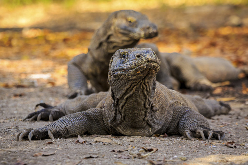 Komodovaraan op Komodo, Kleine Sunda Eilanden, Indonesië.