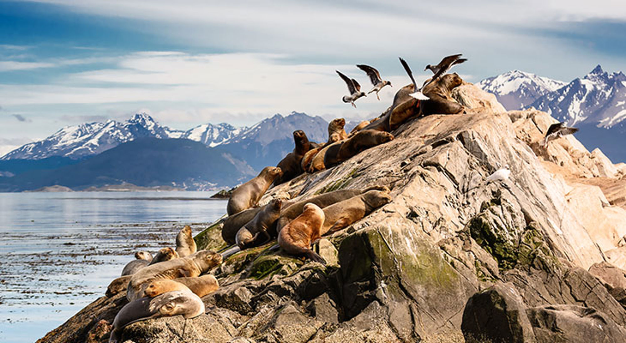 Zeeleeuwen op rotsen aan de kust van Patagonië, met besneeuwde bergtoppen op de achtergrond.