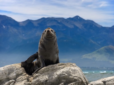 Zeehond rust op rotsen aan de kust van Nieuw-Zeeland, met bergen op de achtergrond.