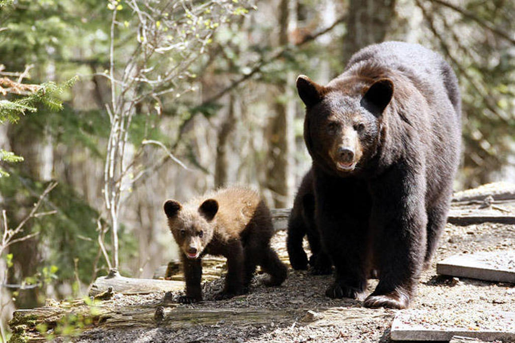 Zwarte beer met jong in het bos tijdens groepsrondreis Canada West Hoogtepunten.