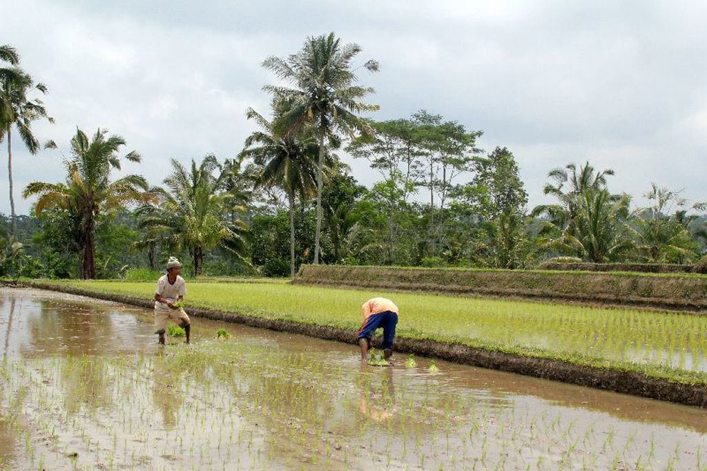 Rijstboeren planten jonge rijst in een ondergelopen rijstveld op Java tijdens groepsrondreis Sumatra, Java en Bali.
