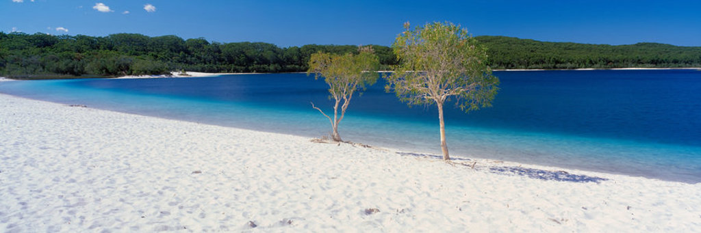 Wit zandstrand met helderblauw water en bomen aan de kust tijdens een 22-35ers reis door Australië.