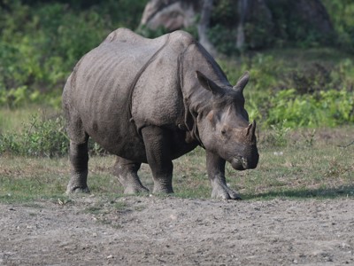 Indiase neushoorn in grasland tijdens route Sikkim en Bhutan.