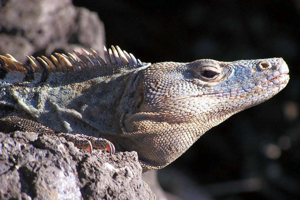 Leguaan op een rots in Costa Rica, te zien tijdens een familiereis.