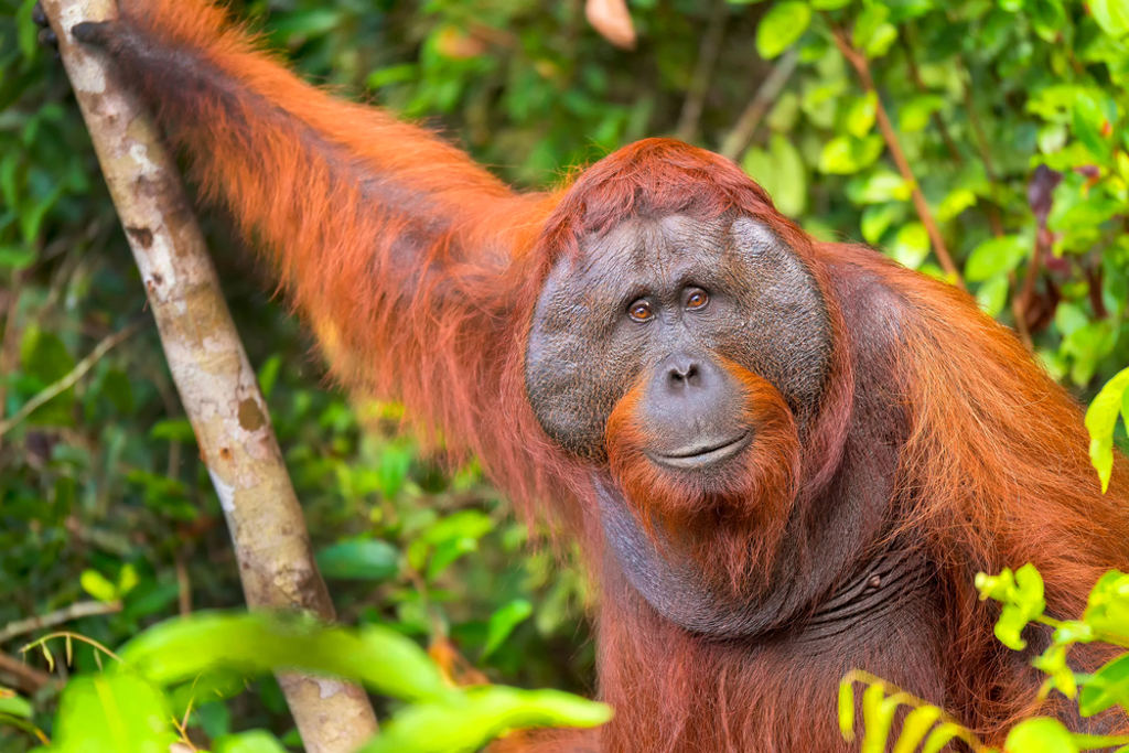 Orang-oetan in het regenwoud van Maleisisch Borneo (Sarawak en Sabah).