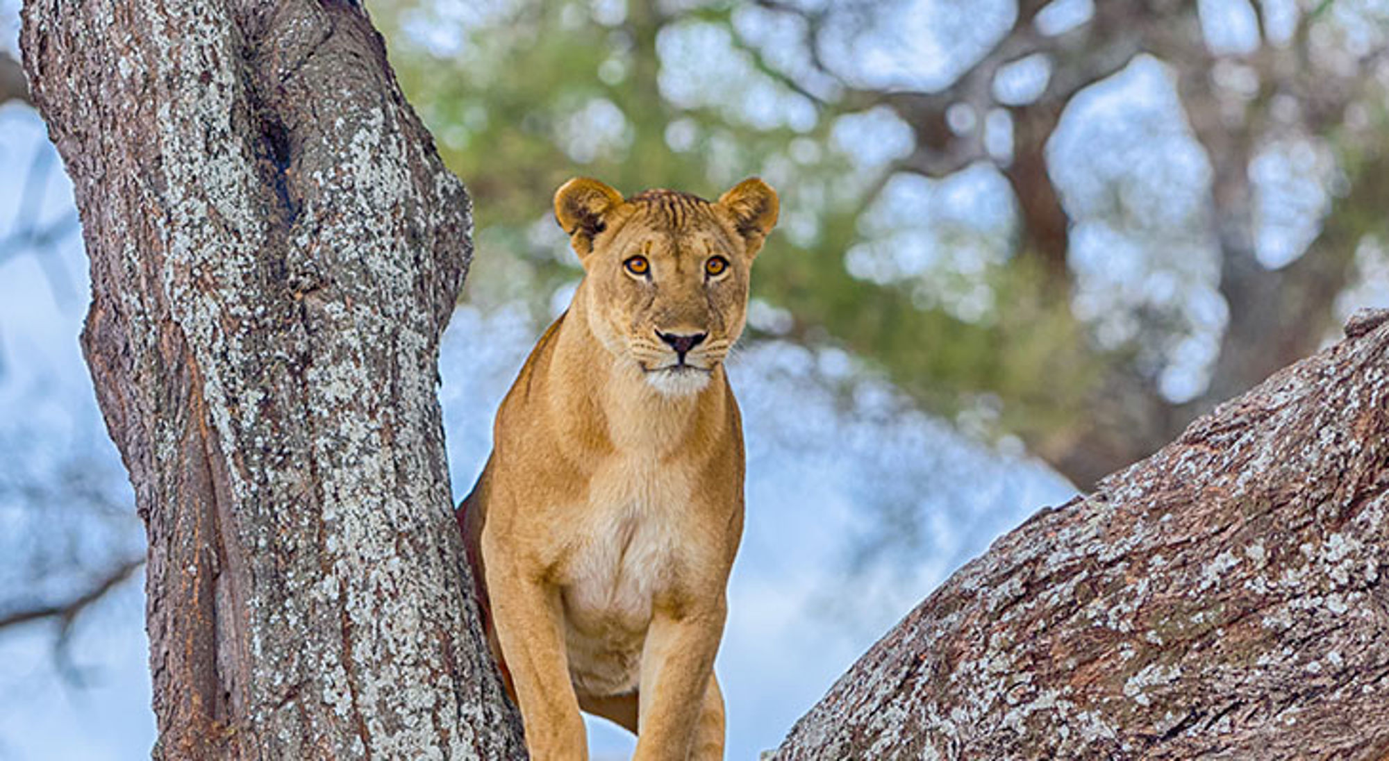 Leeuwin zit in een boom in Tanzania tijdens een safari.