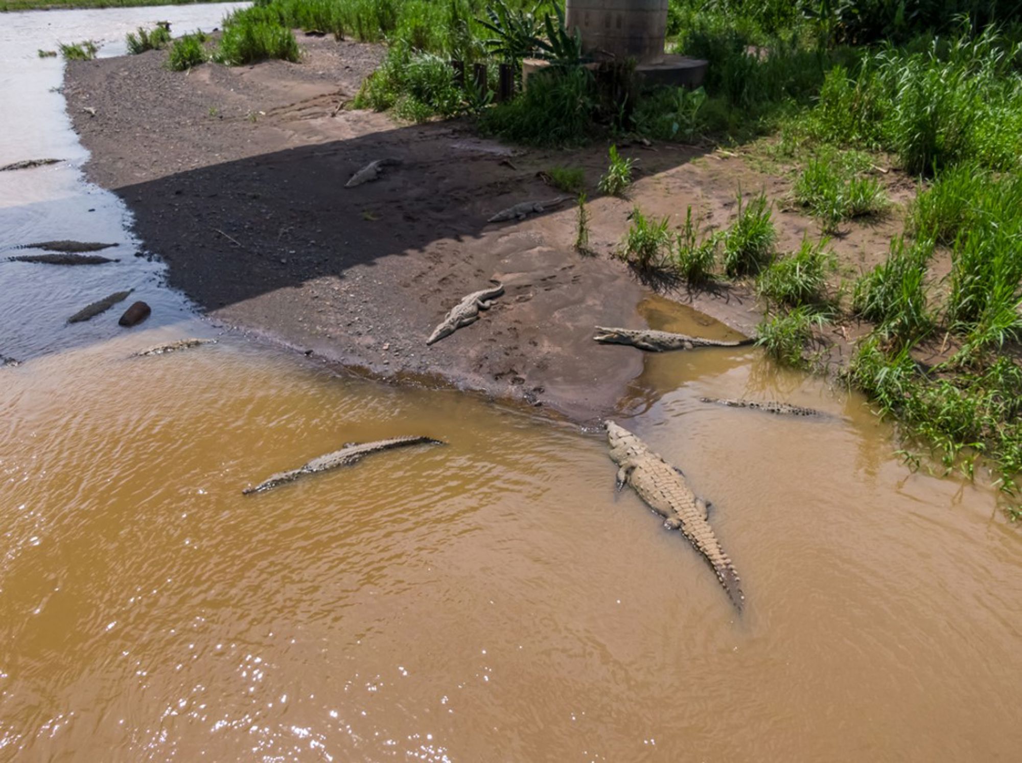 Krokodillen liggen op de oever van een rivier in Costa Rica.