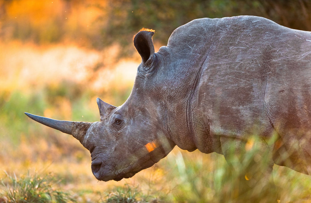 Neushoorn in het gras tijdens een groepsrondreis Zuid-Afrika (Premium).
