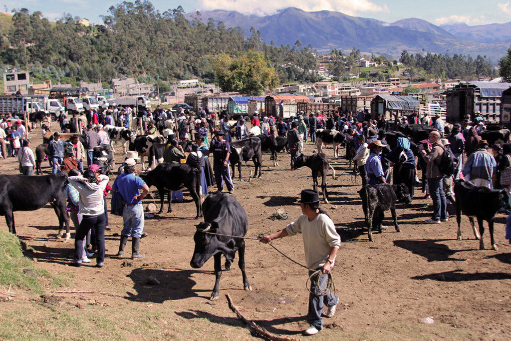 Drukke veemarkt in Ecuador met koeien, handelaren en Andesbergen op de achtergrond.