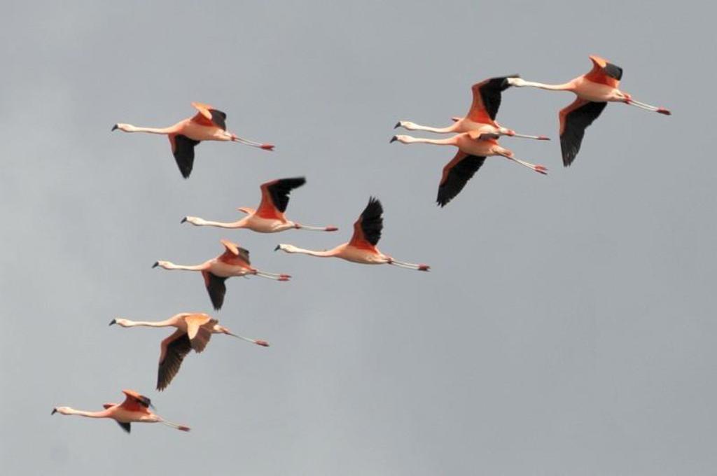 Groep flamingo’s vliegt in formatie door de lucht in Patagonië.
