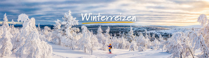 Winterreizen /: skiër in besneeuwd winterlandschap met sneeuwbomen bij zonsopkomst.