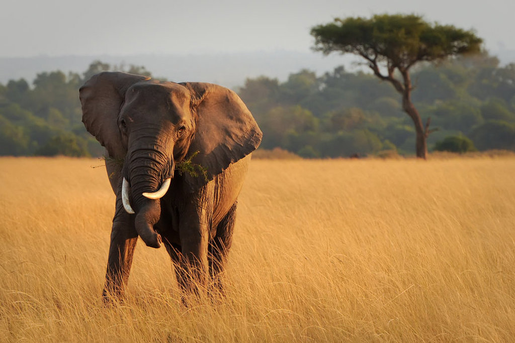 Olifant in de savanne tijdens familiereis Tanzania en Zanzibar, met acaciaboom op de achtergrond.