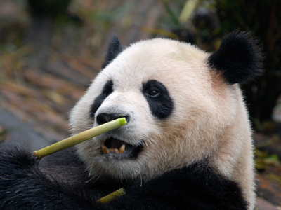 Reuzenpanda die bamboe eet tijdens Route China, 23 dagen.