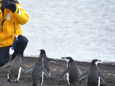 Reiziger in gele jas fotografeert kinbandpinguïns op het strand in Antarctica.