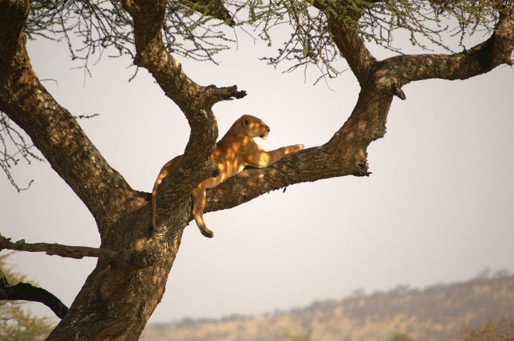 Leeuwin rust in een boom tijdens safari in Kenia en Tanzania.