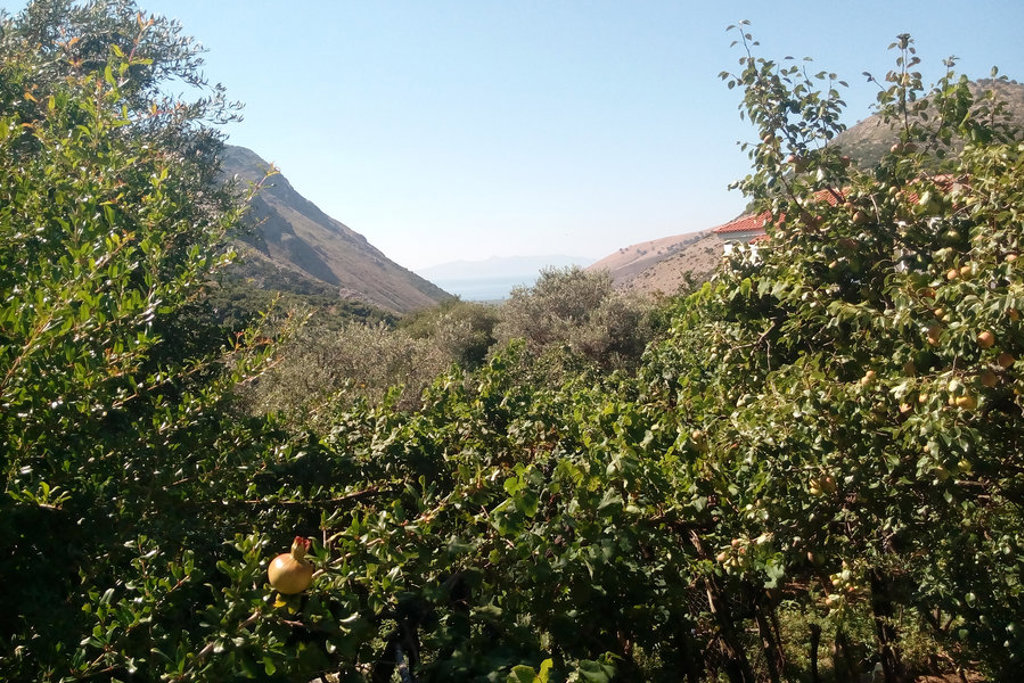 Groene boomgaard met uitzicht op bergen en zee aan de Albanese Rivièra tijdens een wandelvakantie in Albanië.