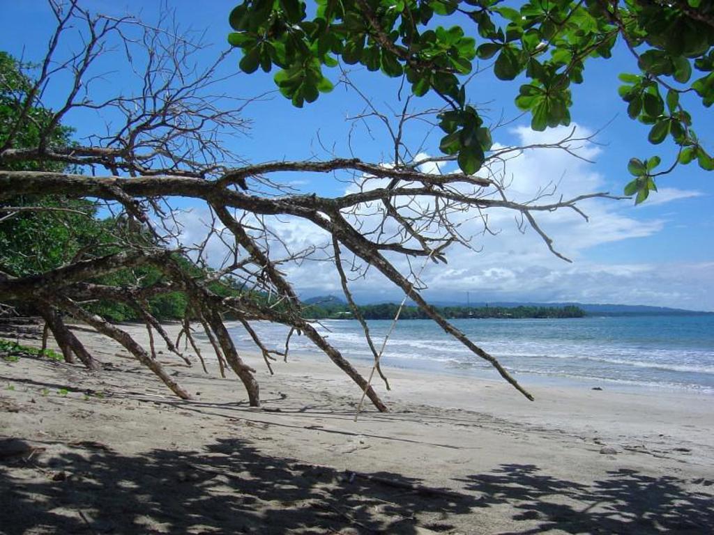 Tropisch strand in Costa Rica met overhangende takken, wit zand en rustige zee.