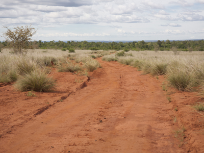 Rode zandweg door savannelandschap op Madagascar, met graspolen en lage struiken onder bewolkte lucht.