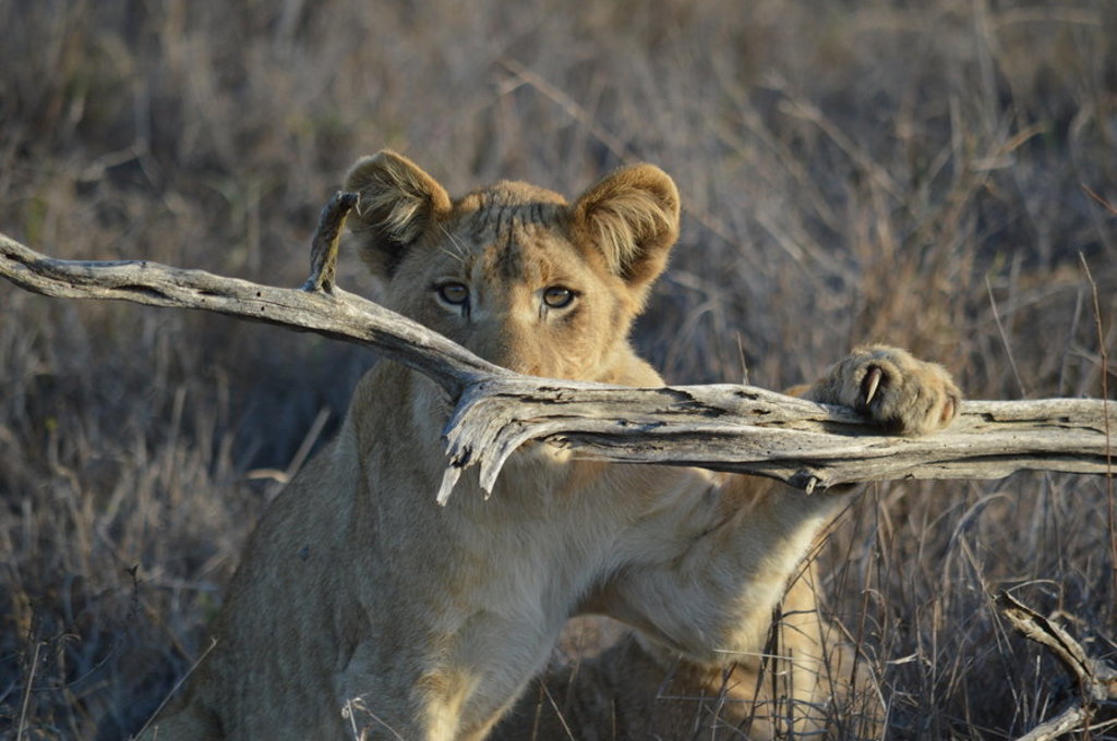Leeuwenwelp in de bush van Zuid-Afrika, verstopt achter een boomtak tijdens safari.