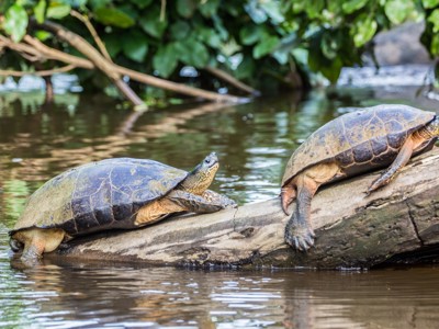 Twee schildpadden zonnen op een boomstam in een rivier in Costa Rica.