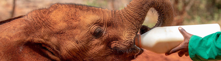 Olifantenkalf krijgt flesvoeding bij Sheldrick Wildlife Trust in Kenia.