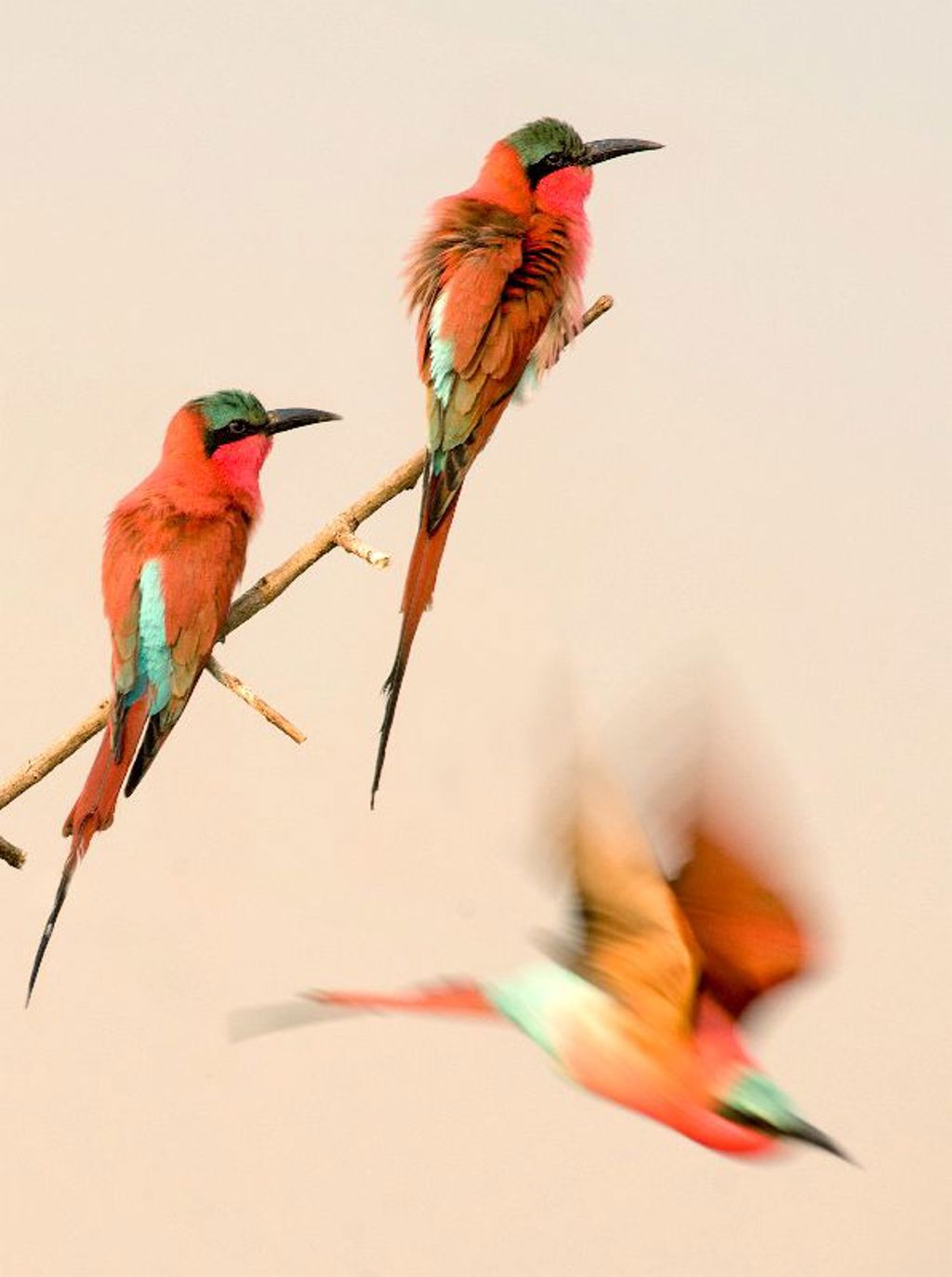 Twee karmijnbijeneters op een tak, met een derde vogel in vlucht in Zambia, Malawi en Tanzania.